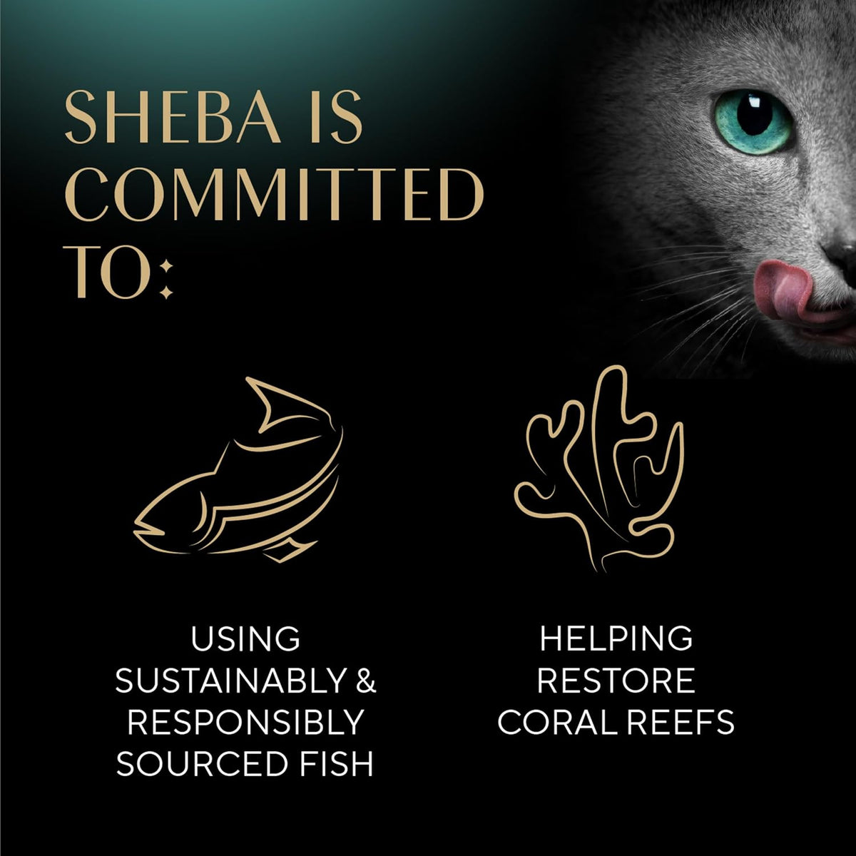 Sheba Perfect Portions Pate Wet Cat Food, Variety Pack, 2.6 oz, 48 ct