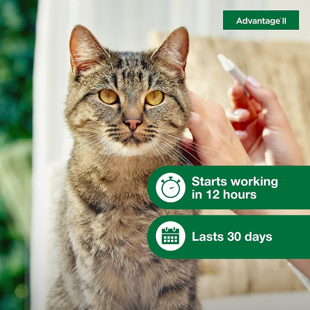 Advantage II Large Cat Topical Flea Treatment & Prevention, 6ct